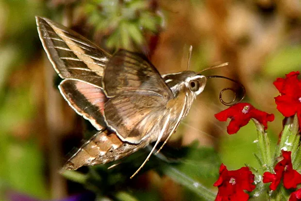 Adult lined hummingbird moth. - RUEBEN ANDERSON
