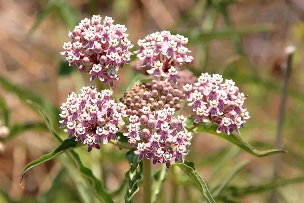 The scarcity of narrowleaf milkweed, shown here, has grounded the migration of butterflies. - NATURESHUTTERBUG, FLICKR