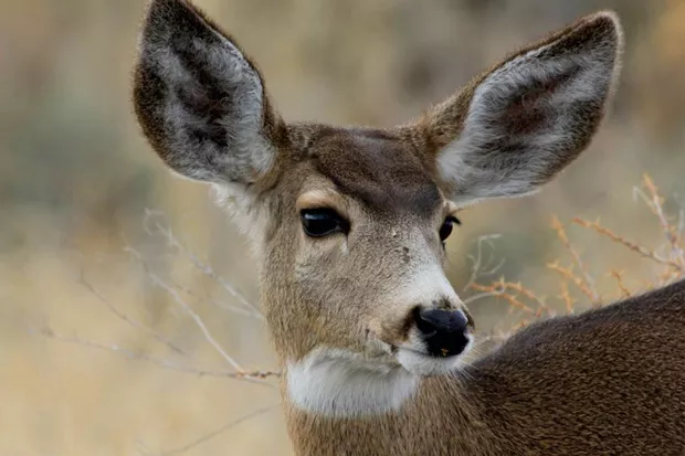 U.S. FOREST SERVICE