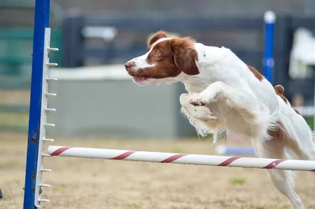 This agility dog makes a clean leap over an obstacle. - CHRIS MCLEOD