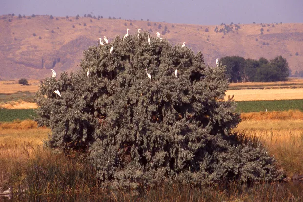American egrets in Silver Lake. - JIM ANDERSON