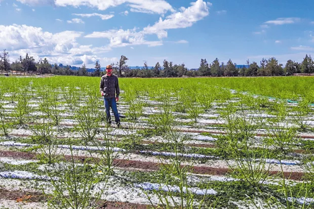 A midsummer night’s hail misfortune struck Aug. 9, devastating many acres of hemp, including farmer Kaleb Kelleher’s crops at Wild Hemp Co. - KALEB KELLEHER