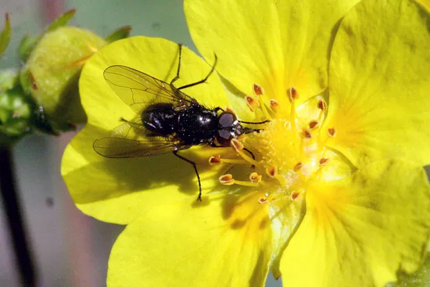 Flower fly on our local Oregon Sunshine Eriophyllum Lanatum, while it's still here. - JIM ANDERSON