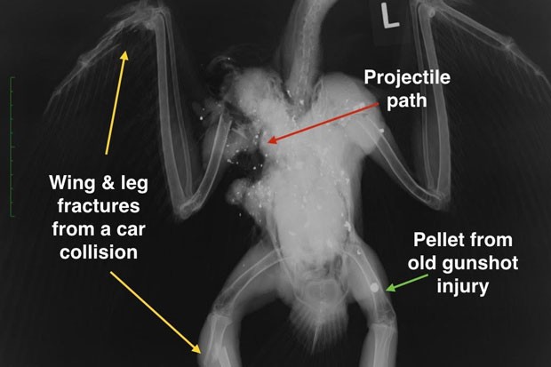 X-ray of  shot-up eagle's wing, done by some person with a firearm who just had to shoot something. - COURTESY BLUE MT. WILDLIFE