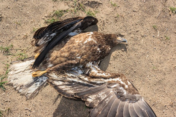 Dead, gunshot sub-adult bald eagle. - SUE ANDERSON