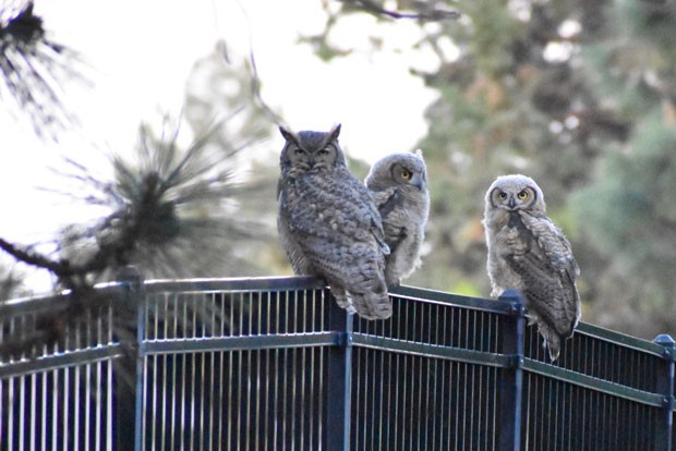Reader Lee Hutson sent in this photo from his home in southeast Bend, where a Great Horned Owl and - two owlets kept the household entertained afternoon. - JEFFREY TRAYLOR.