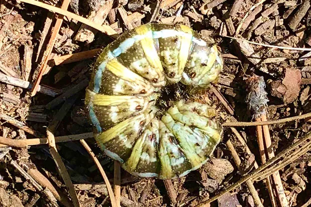 Pandora Moth larva, also called "piuga," are edible. Bon appétit! - TED SCHROEDER