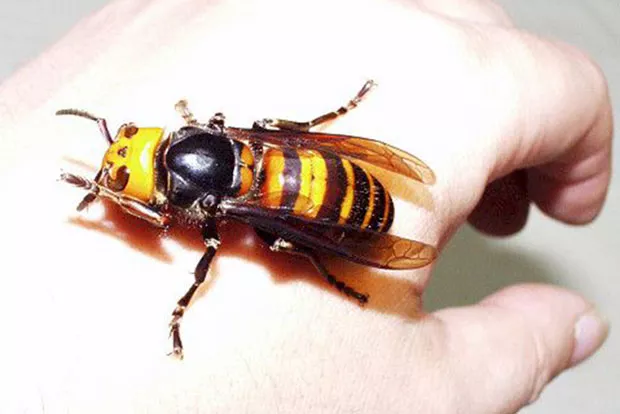 The dreaded Asian Wasp. - PHOTO COURTESY XERCES SOCIETY