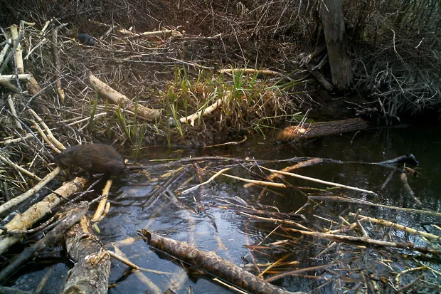 North American Beaver doing what they do best, building dams and saving water. - PAMELA ADAMS, BEAVER WORKS OREGON