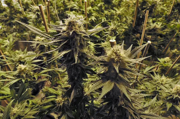 Two proposed indoor cannabis sites may benefit from recent rulings. - PIXABAY