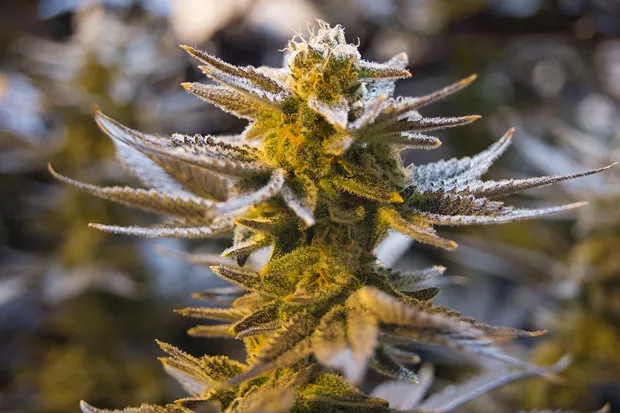 Although their useage rates are similar, Black Americans have been arrested for cannabis offenses nearly four times the rate of white Americans. - PEXELS