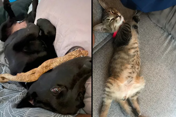 The newest pets of the Source/Central Oregon Pets are feelin' the low-key 2020 vibes. Cheers to Obi-Wan the shepherd puppy and Mikko the tabby kitten for joining our ragtag crew! - SUBMITTED