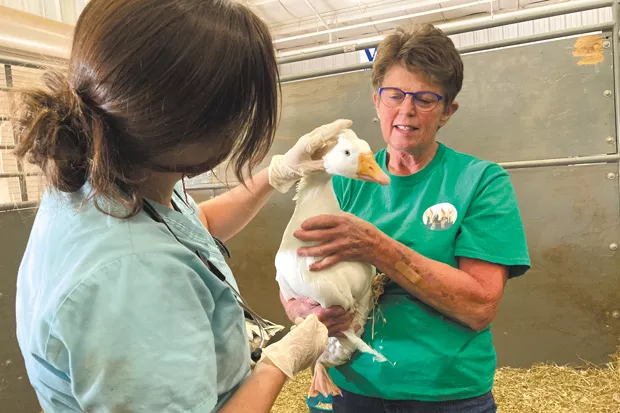 Vikki Sheerer (right), the regional coordinator of the Pet Evacuation Team, cares for a goose that escaped the megafires northwest of the Santiam Pass. The animals were brought to the Deschutes County Fairgrounds & Expo Center. - VIKKI SHEERER