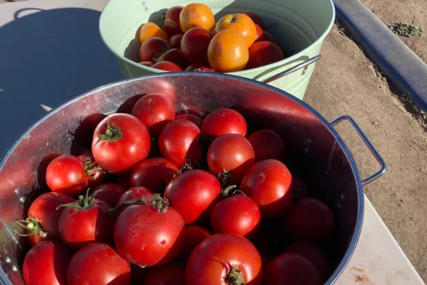 A sampling of Well Rooted's abundant tomato crop—which included roughly 11,000 tomatoes. - GARY BRUCE