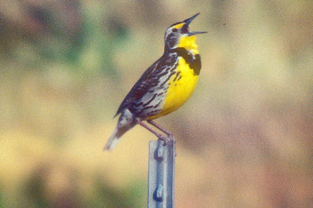 Western Meadowlark, state bird of Oregon. - JIM ANDERSON
