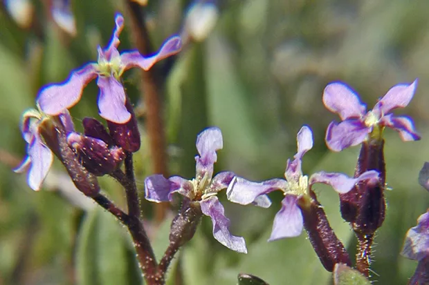 Even though it's pretty, purple mustard is an invasive weed that heralds spring. - RON HALVORSON