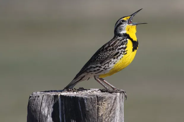 The distinct song of the Western Meadowlark is a sure sign of spring. - CHUCK GATES