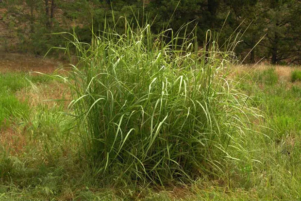 Great Basin wild rye. - M.A. WILLSON