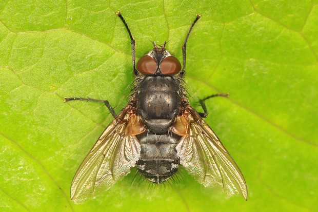 Cluster fly. - JUDY GALLAGHER / WIKIMEDIA COMMONS