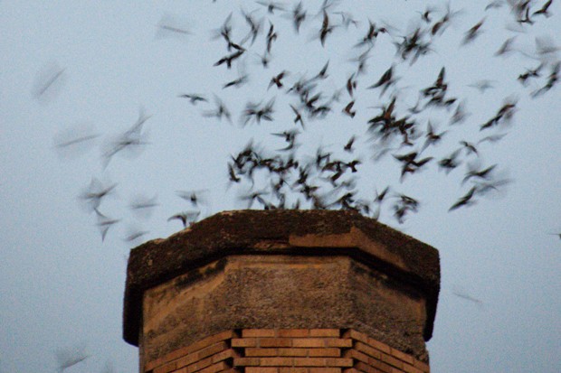 A flock of Vaux&#39;s Swifts swirling into a 1920s elementary school chimney to roost for the night. - SAM MAY / WIKIMEDIA COMMONS