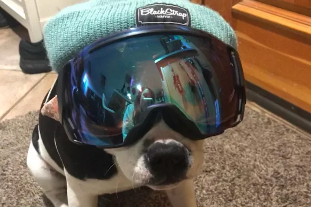 Dog in outdoor gear... gets us every time. @sunnythestaffie shared this photo of a pup who's very sad to see snow season go. But we'll see you soon on a paddle board, right buddy? Tag us @sourceweekly for a chance to be featured here and as the Instagram of the Week in the Cascades Reader! - @SUNNYTHESTAFFIE / INSAGRAM