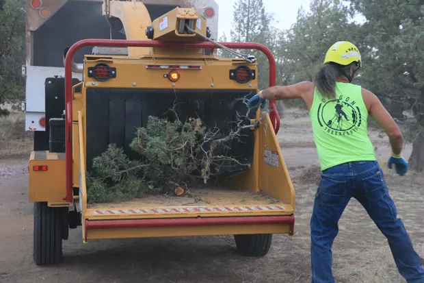 The woodchipper sends chips into a Central Oregon Tree Experts Truck as an arborist climbs up a tree taking branches as he goes. - JACK HARVEL
