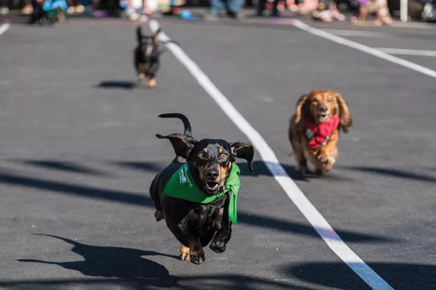 Who doesn’t love the weiner dog races at Bend Oktoberfest? - MIGUELEDWARDS