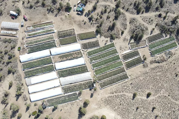 Over 49 greenhouses containing over 9,000 marijuana plants at various growth stages, over 2,800 pounds of processed marijuana and three firearms were confiscated from a cartel-operated farm in Alfalfa, according to the Deschutes County Sheriff's Office. - COURTESY DESCHUTES COUNTY SHERIFFS OFFICE