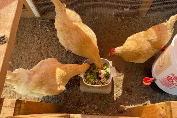 “My Buff Orpingtons don’t wanna be handled, but they are Schmullus, Derek Hoffstetler and Steve,” said Janis Jrabbit Abel. “Names are from Star Trek, The Good Place, and the mind of a teenager.” - SUBMITTED