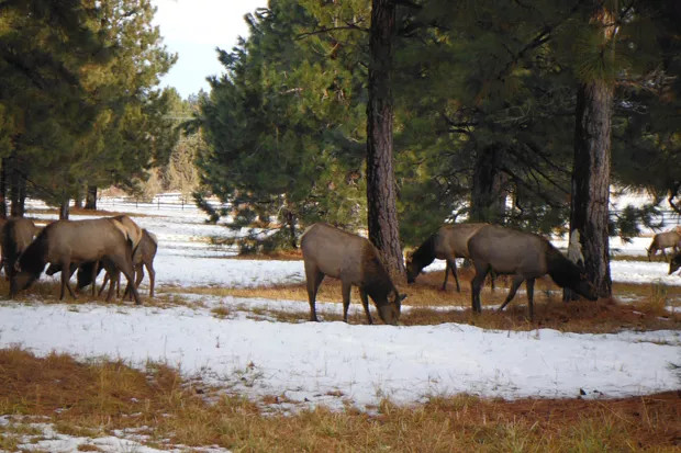 Deer and elk utilize Jennifer Horsman's property for winter range. - JENNIFER HORSMAN