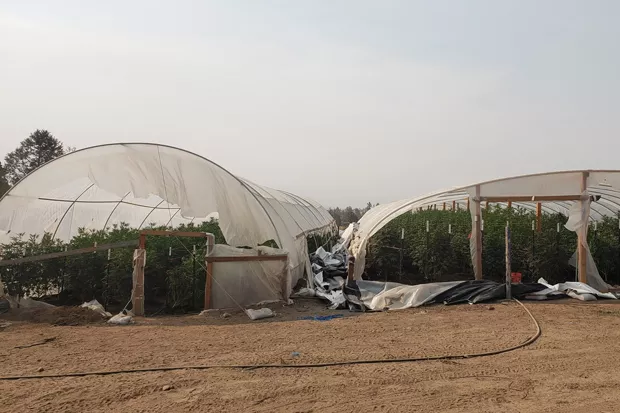 Oregon State Police busted an illegal marijuana grow containing over 85 greenhouses in Klamath County August 3, charging the property owners with Unlawful Use or Appropriation of Ground Water, among other charges. - COURTESY OREGON STATE POLICE