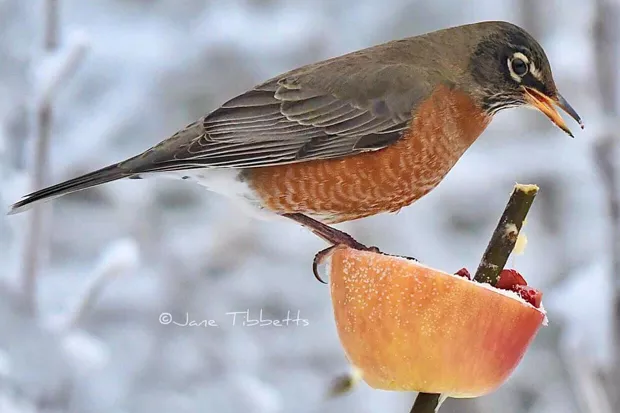 This robin stakes claim to an apple treat. - JANE TIBBETS