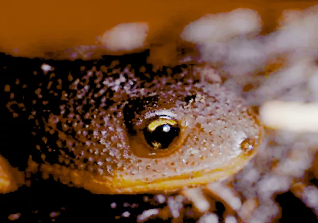 Closeup of Rough-skinned Newt’s head and poison glands. - JIM ANDERSON