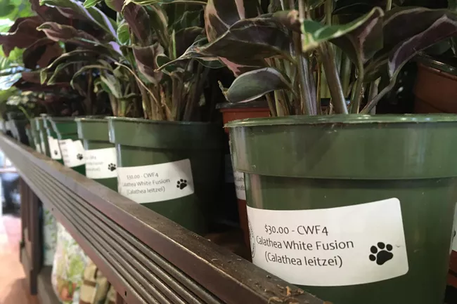 Somewhere That’s Green places pet-friendly labels on its plants to ensure safety. - CREDIT CHRIS WILLIAMS