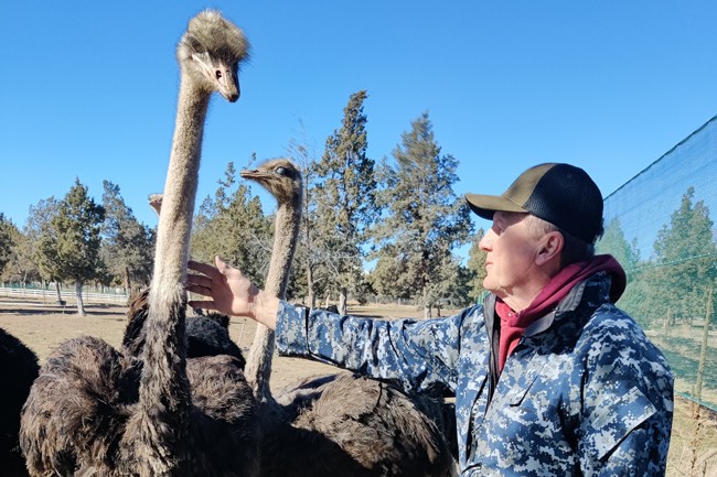 Michael Lehman reaches out to touch a female ostrich as his one-year-old guard dog in training Buzz keeps a watchful eye on the bird. The inexperienced dog is a bit more jumpy than Lehman wants, but the birds are mostly unfazed by the pup. - CREDIT JACK HARVEL