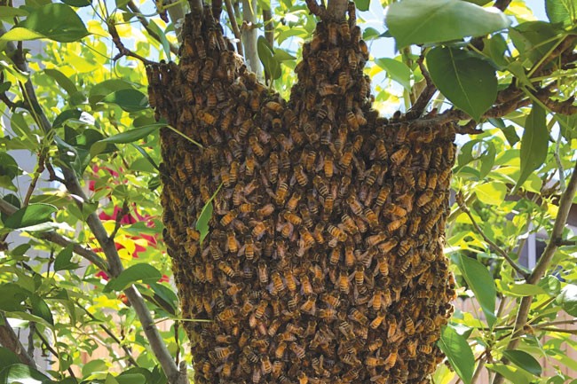 If a honeybee swarm like this is found, call the professionals. - CREDIT MUFFY ROY