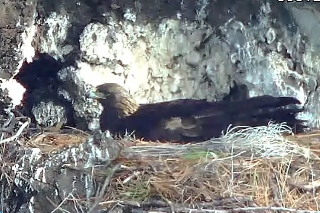 Screenshot of “Petra” the most well-known Golden Eagle in the USA, sitting on her nest, incubating eggs while overlooking Whychus Creek. - SCREENSHOT BY JIM HAMMOND