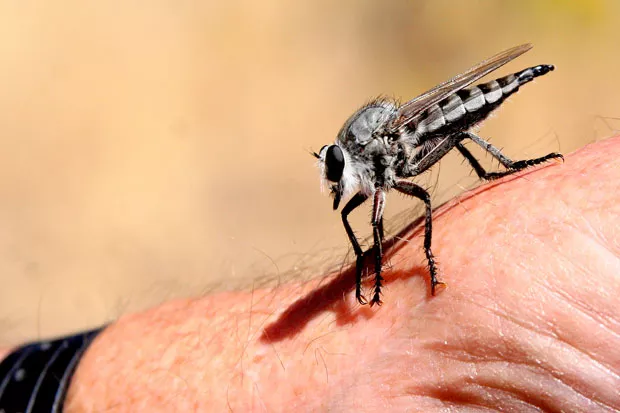 The Robber Fly | Natural World | Bend | The Source Weekly - Bend, Oregon