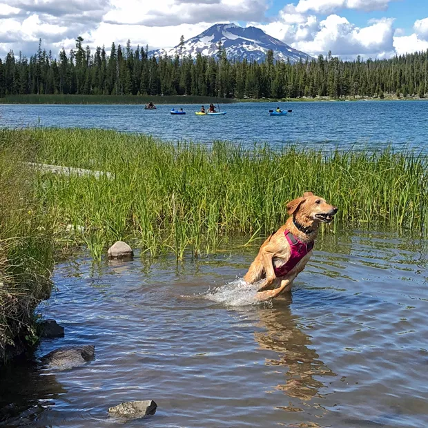 James MacAfee gives us... Pepper, going "suborbital" in Little Lava Lake just last Friday. James represents the Golden Bond Rescue of Oregon and is proud to join the endless ranks of dog lovers in Central Oregon. - JAMES MACAFEE