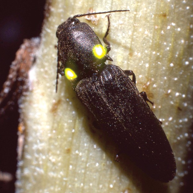 Click Beetle, Deilelater physoderus&mdash;unfortunately not an Oregonian, but found all over the Southwest. - JIM ANDERSON