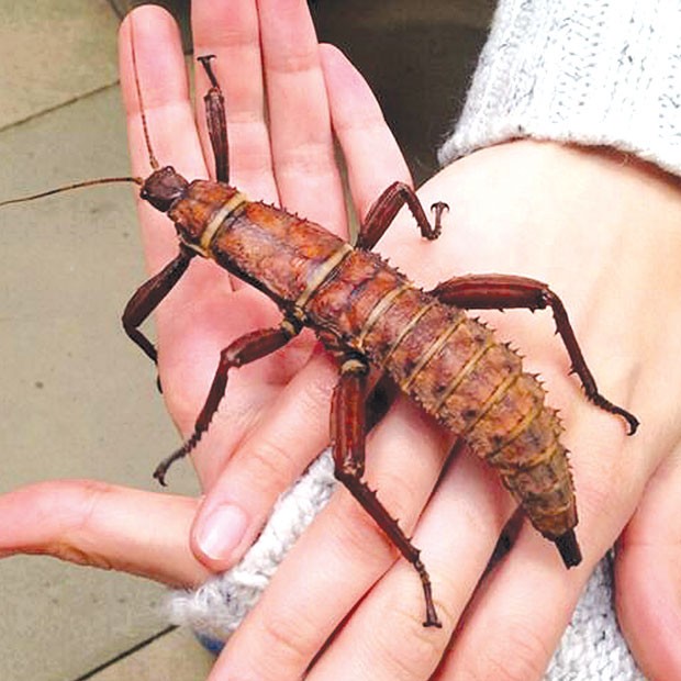 A thorny stick devil insect. - WIKIPEDIA