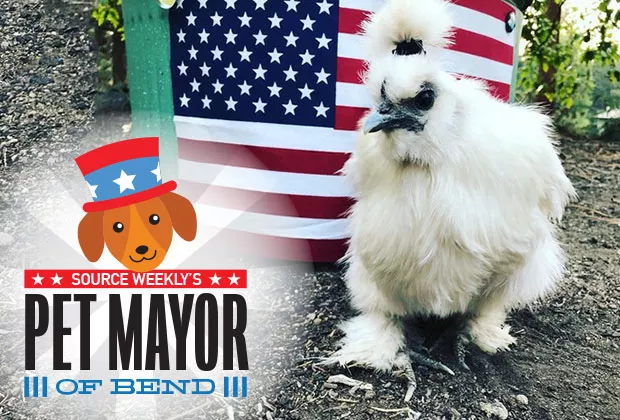 Blanco the Silkie chicken. - SUBMITTED