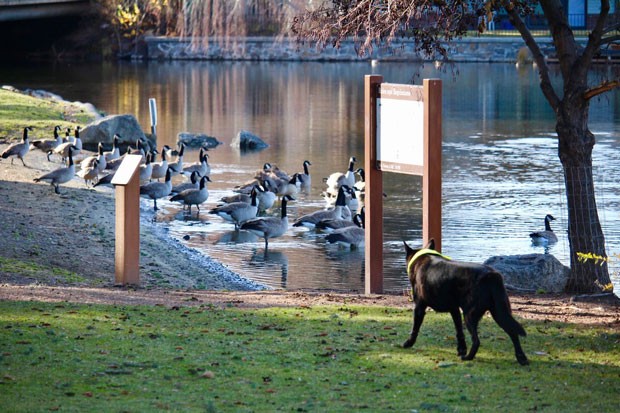 Canine volunteer Flame stares down geese at a Bend park. - DPRD