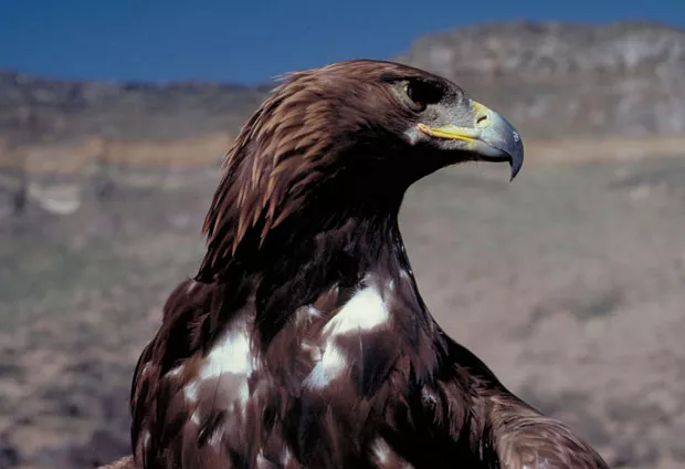Our local Golden Eagle. Can the Endangered Species Act help them to survive? - BLM IDAHO / FLICKR
