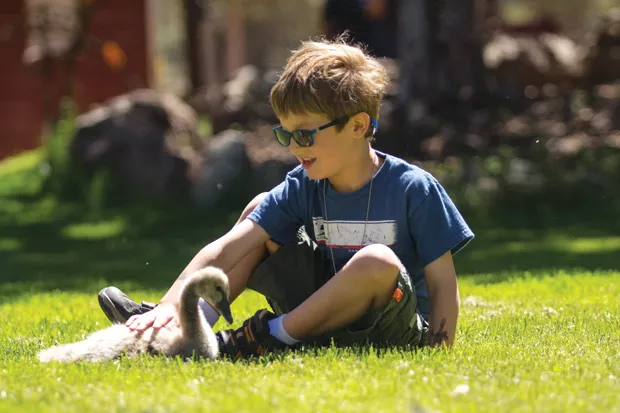5-year-old, Skye, enjoys some time with a gosling. - KYLE SWITZER