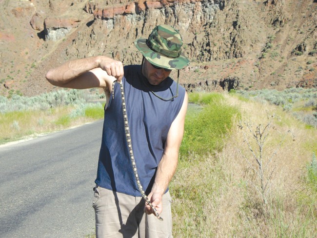 Snake on a "Plain!" A long-nosed snake is verified in Oregon. - ALISON DAVIS RABOSKY