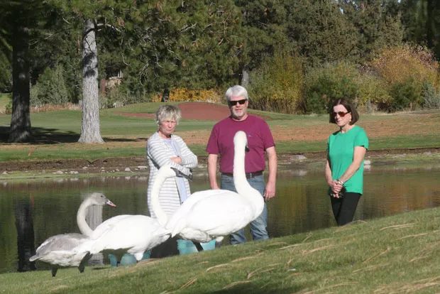 It may not look that way, but Pam Oliver, who's standing closest to Sydney the cygnet, Tim Ross, who's giving momma swan, Eloise, the eye, and Robin Gold, at right, are all good friends. - JIM ANDERSON