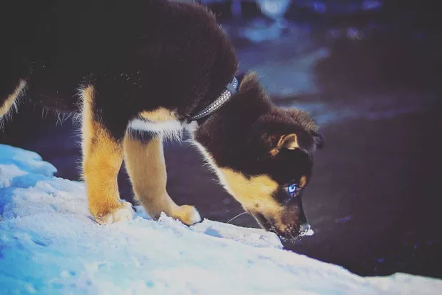@ivypnw captures this cute little snow pup. Awwwwww. Tag @sourceweekly and show up in Lightmeter! - SUBMITTED