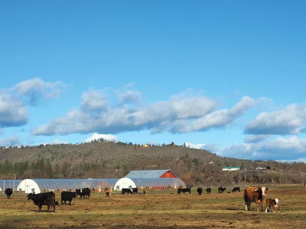 Belushi's greenhouses stand in the background, while his favorite cow mother, who he says babysits all the babies, poses with her newborn. - NICOLE VULCAN