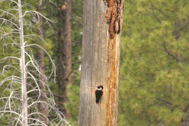 Lewis' woodpecker. - JIM ANDERSON